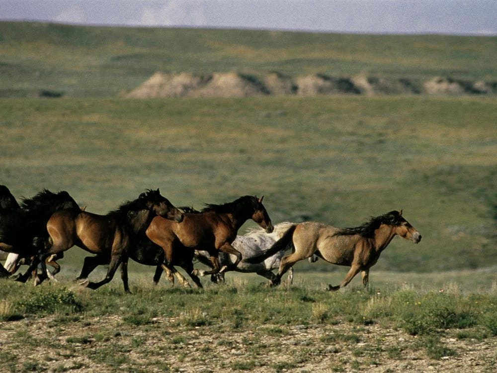 New Research Challenges The Long held Belief That Horses Were new-research-challenges-the-long-held-belief-that-horses-were