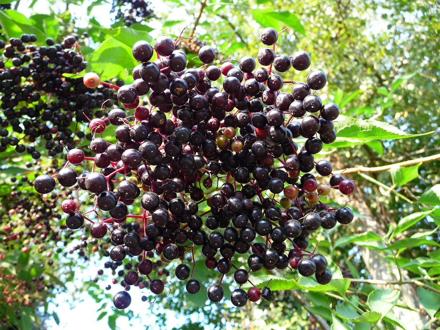 Elderberry for Immunity what you should know