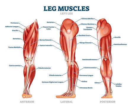 Large cheap muscle groups