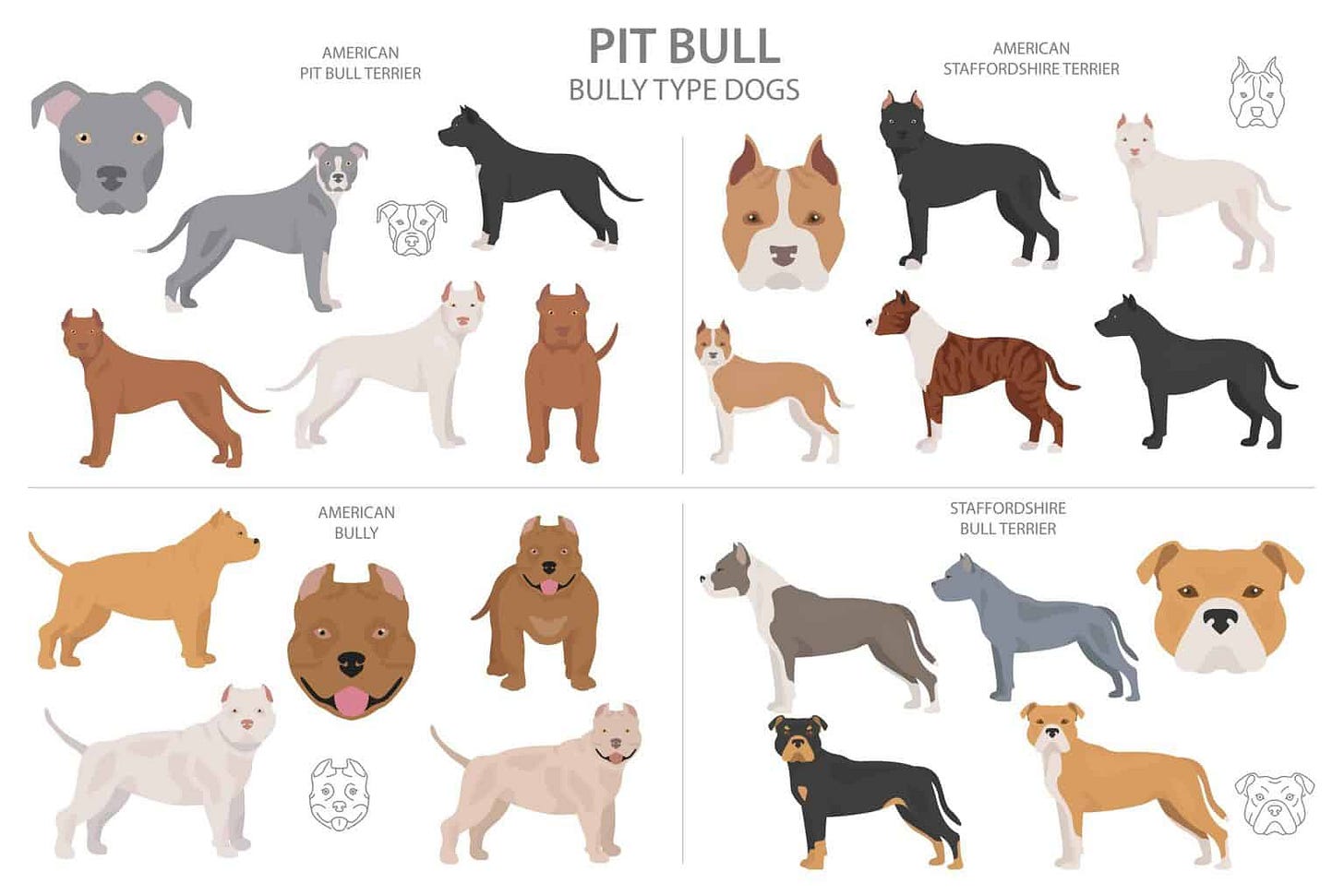 Types of pitbulls discount chart