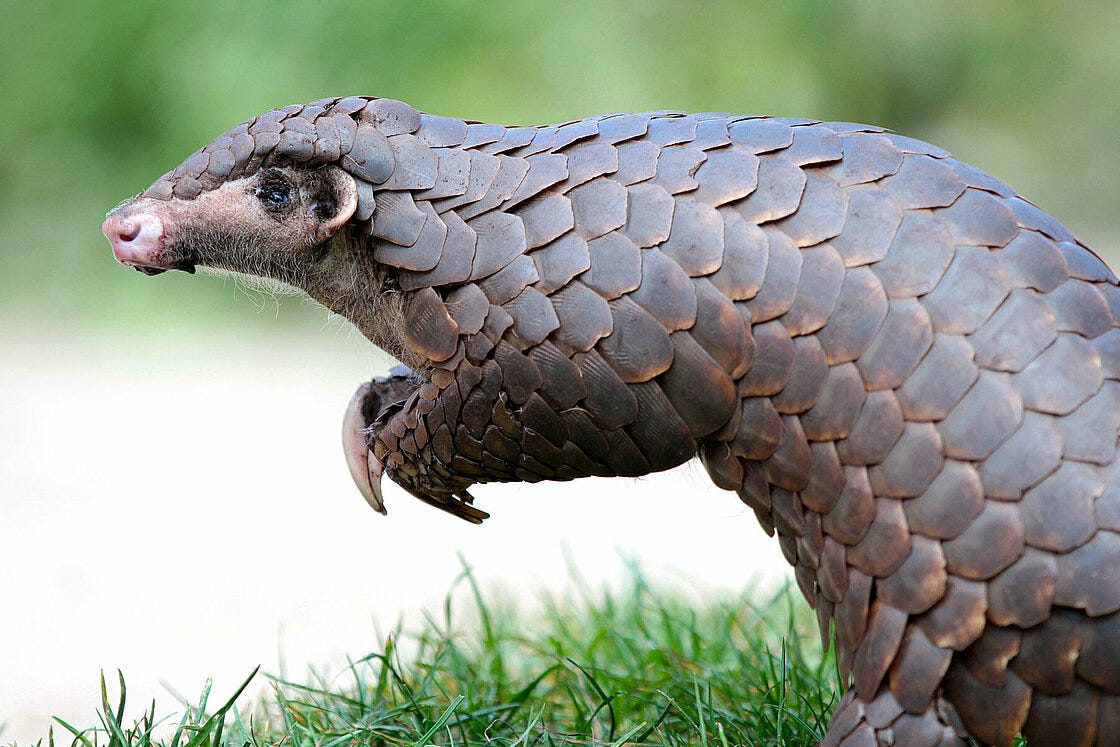 The Chinese pangolin is waiting for you at Zoo Leipzig!