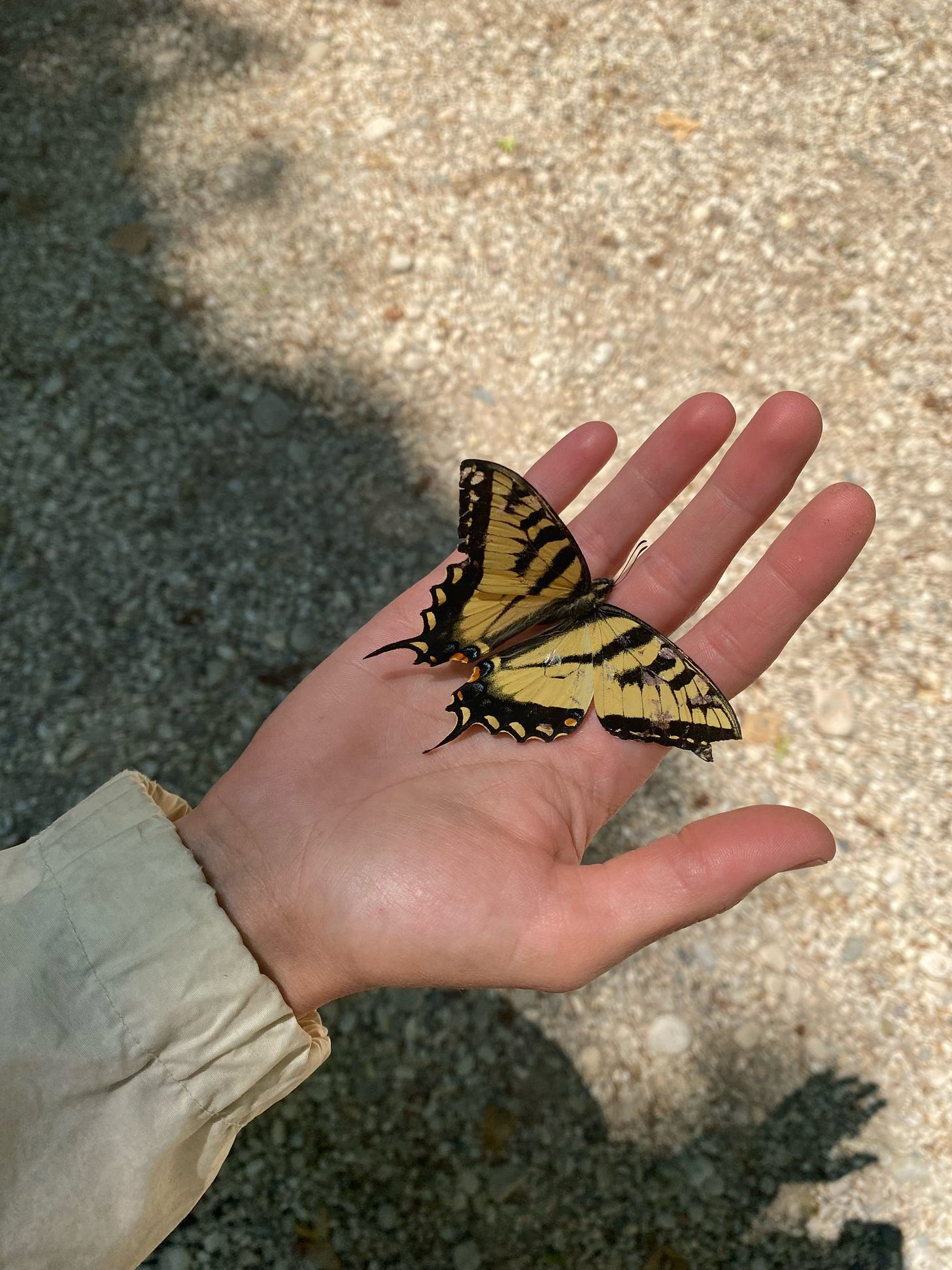 Fetching Butterflies Leak: A Scandal Of Epic Proportions - kx18glr