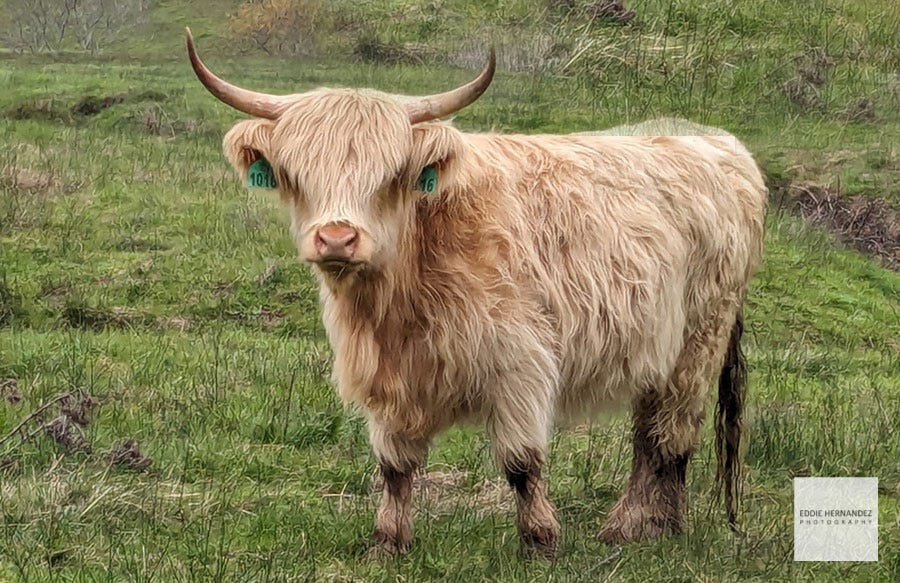 San Francisco Events January 2024 Things To Do In SF January, Bay Area