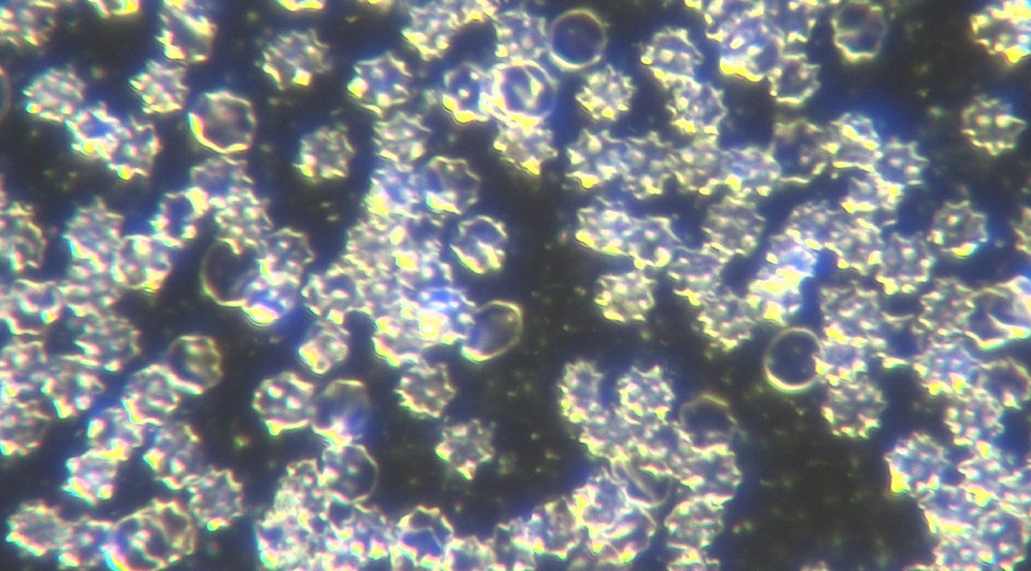 Plaquex Effects On Live Blood Oxidative Stress Affected By Self Assembled Nanotechnology