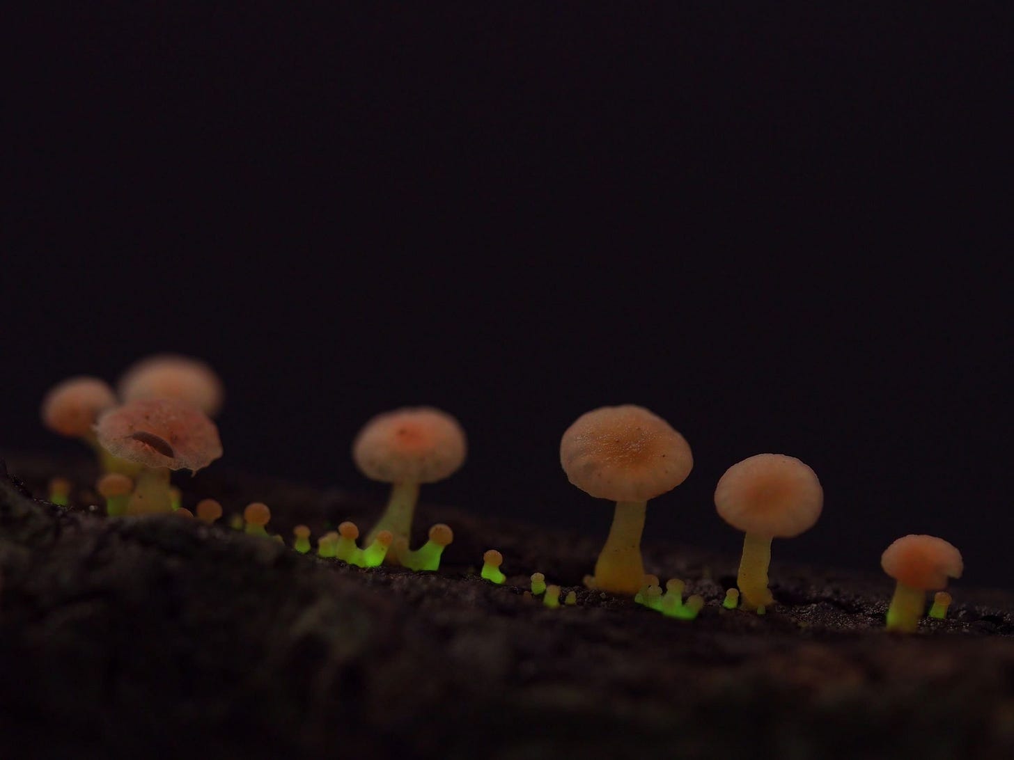 How to Capture Bioluminescent Mushroom Photos: A Comprehensive Guide
