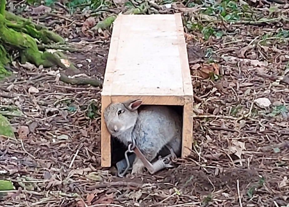 Spring Trap For Rabbits The Secret Monitor: The war on wildlife on a North Yorkshire shooting ...