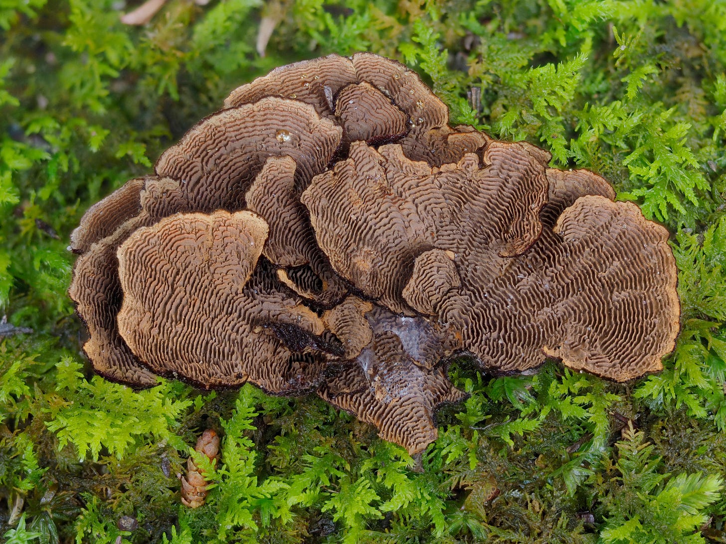 March Mushrooms at Mount Wakakusayama 若草山