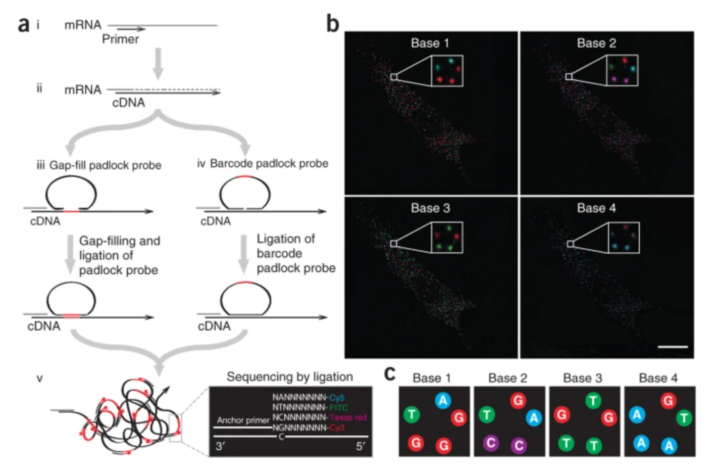 Landscape of Imaging-based Spatial RNA Technology: Part II
