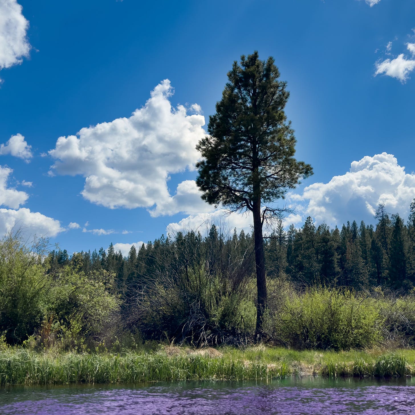 What a Tree Eats The Trees Telling Stories Substack