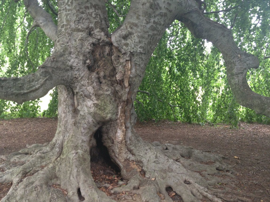 Tockington Tree Touchtree - The Hudson Independent - THE Local News for Sleepy Hollow ...