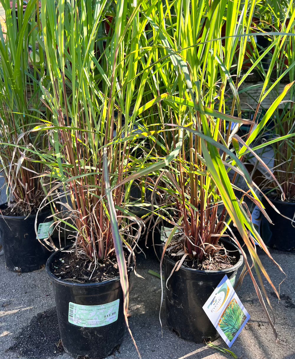 What Kind of Lemongrass Should You Grow Viet World Kitchen