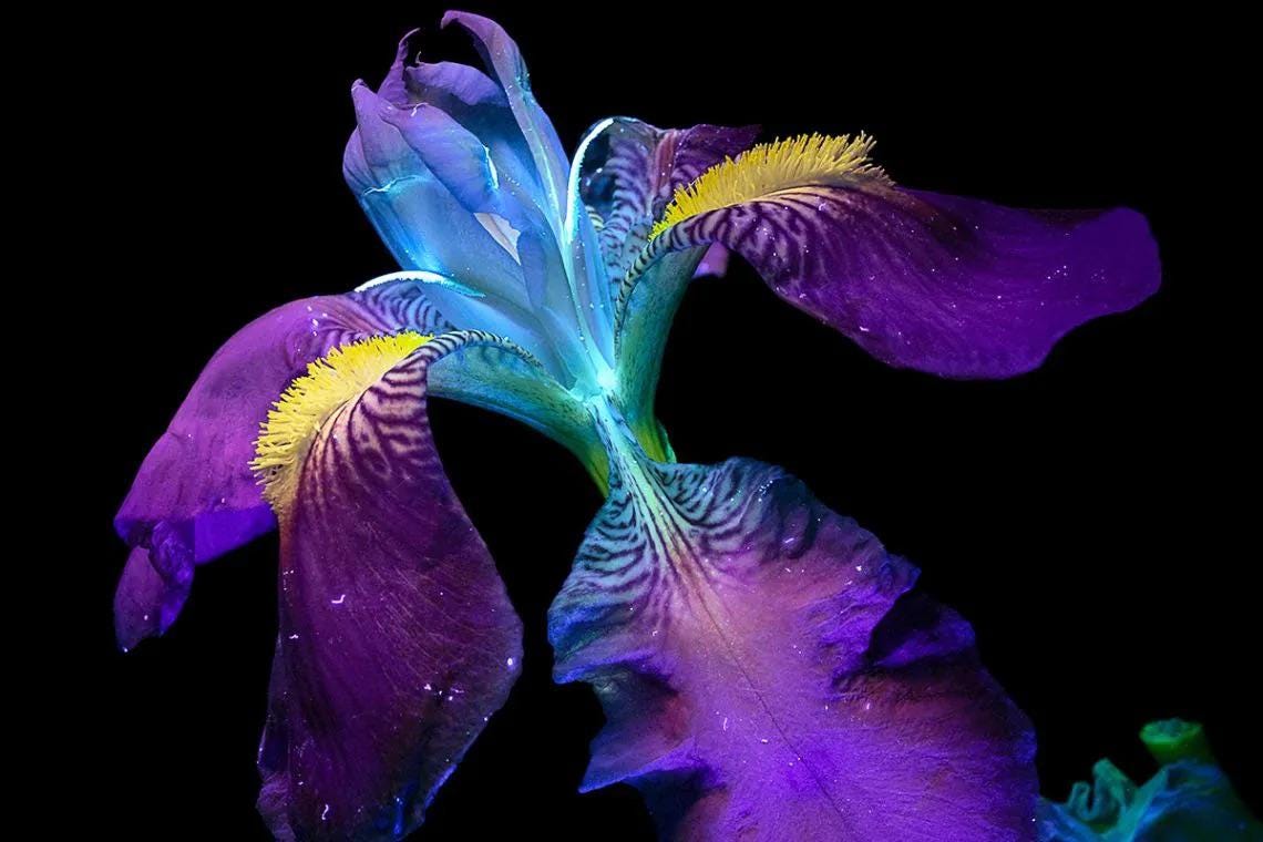 How bees see flowers in ultraviolet