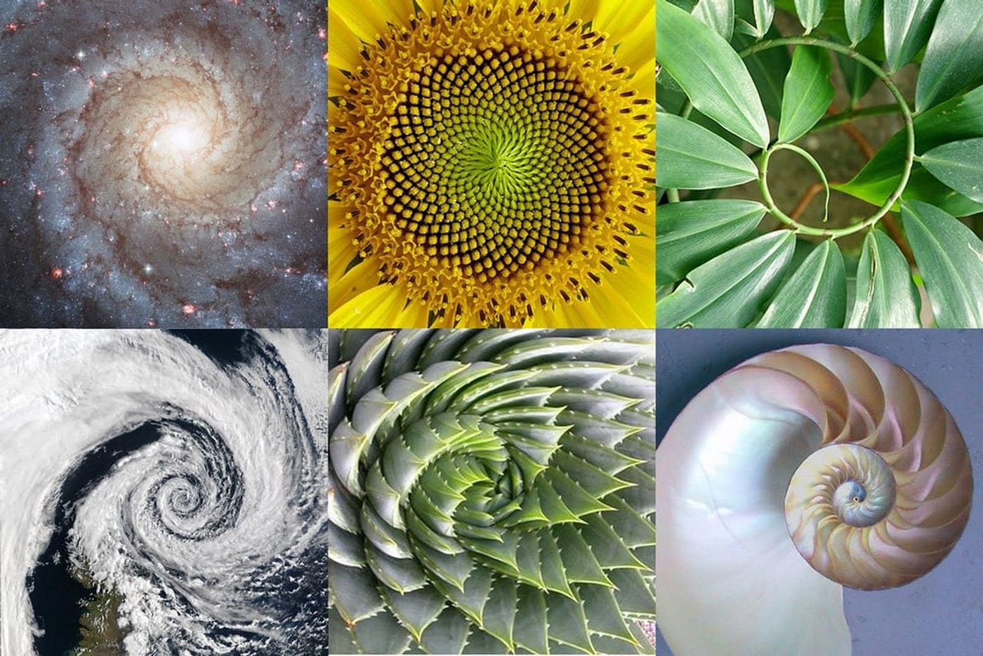Golden ratio overlay on a spiral