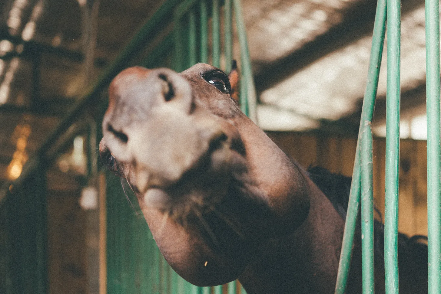 Pictures about data can get boring. Here’s a horse! Photo by Ivan Shi on Unsplash