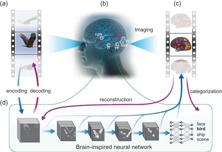 Neural encoding and decoding through a deep-learning model