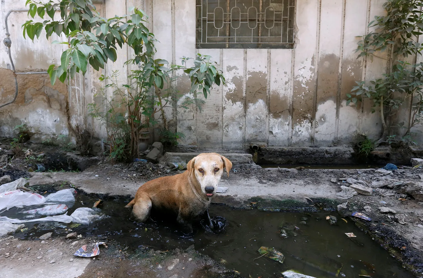 I Love Pakistan. But With Rampant Cruelty in the Country, There’s Much To Mourn