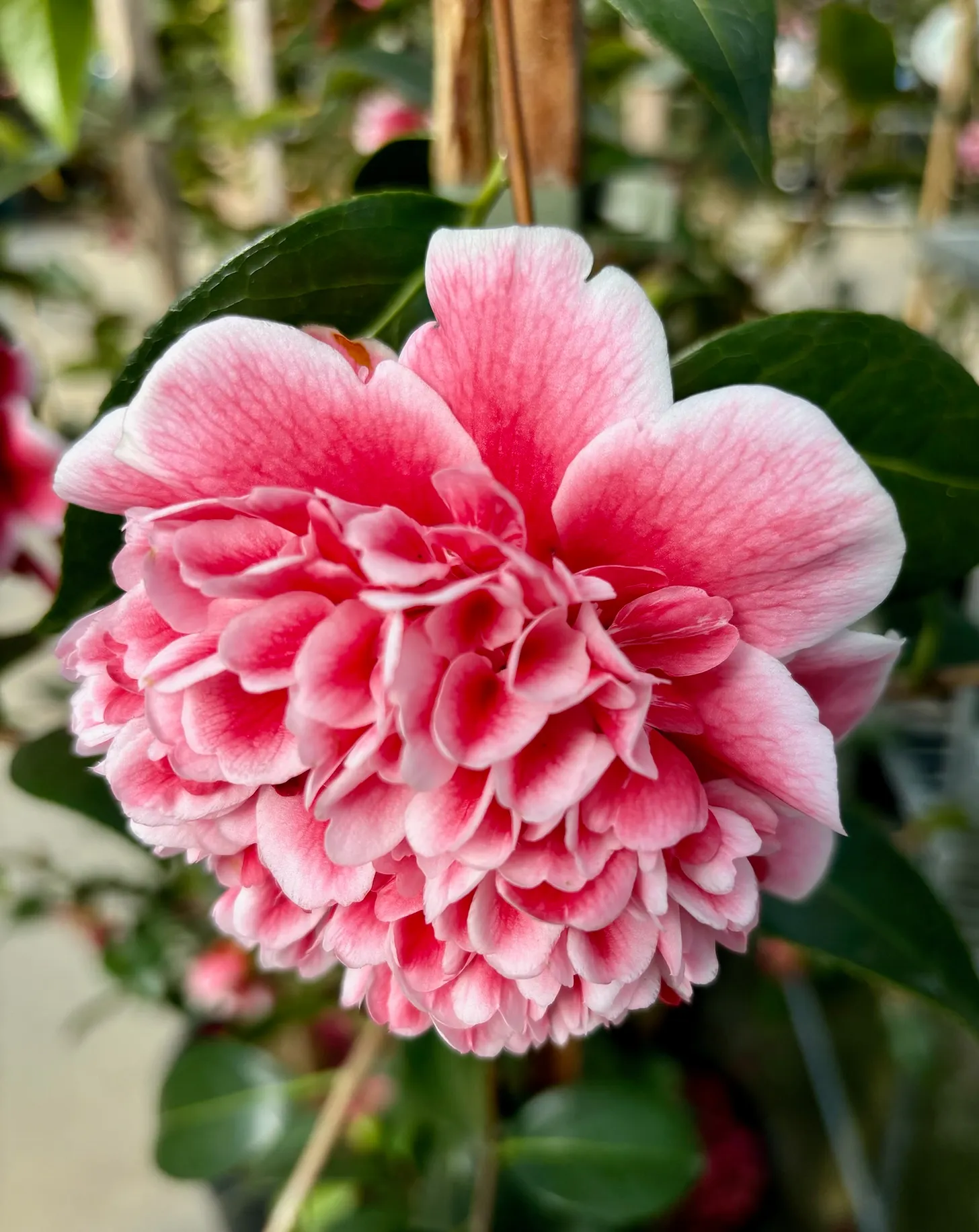 blooming camellias