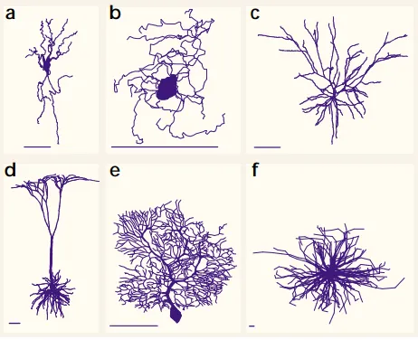 A diagram of various neurons, and their level of complexitly