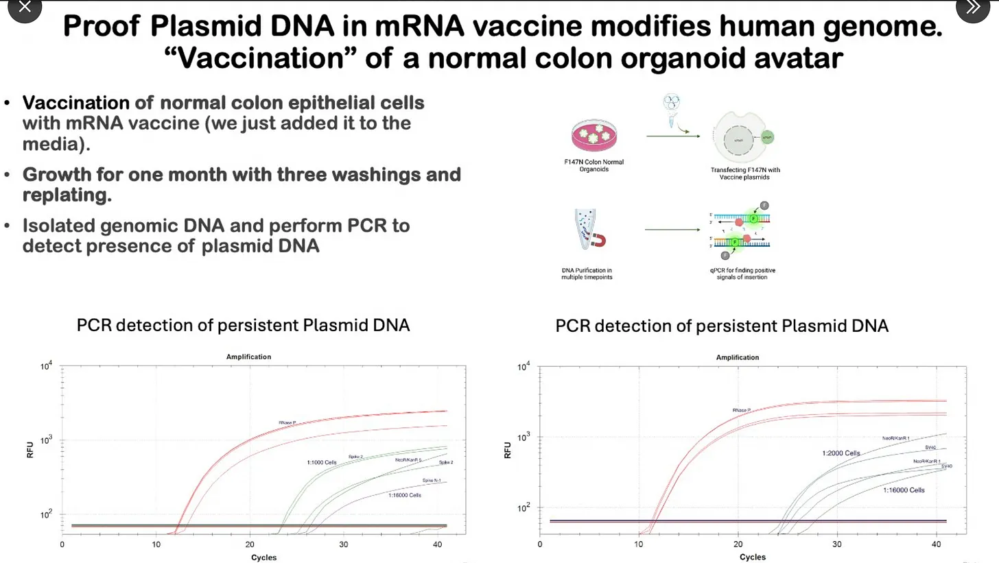 Buckhaults: "Proof Plasmid DNA in mRNA vaccine modifies human genome" 7 Buckhaults: "Proof Plasmid DNA in mRNA vaccine modifies human genome"- 5