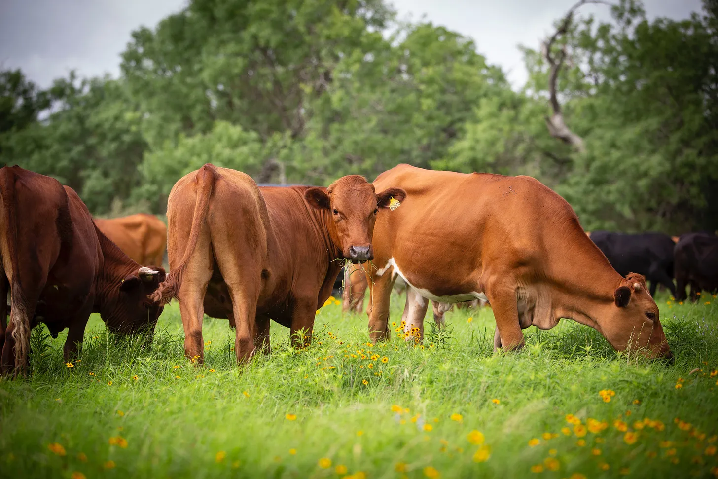 What is Regenerative Grazing and Why Does It Work So Well?