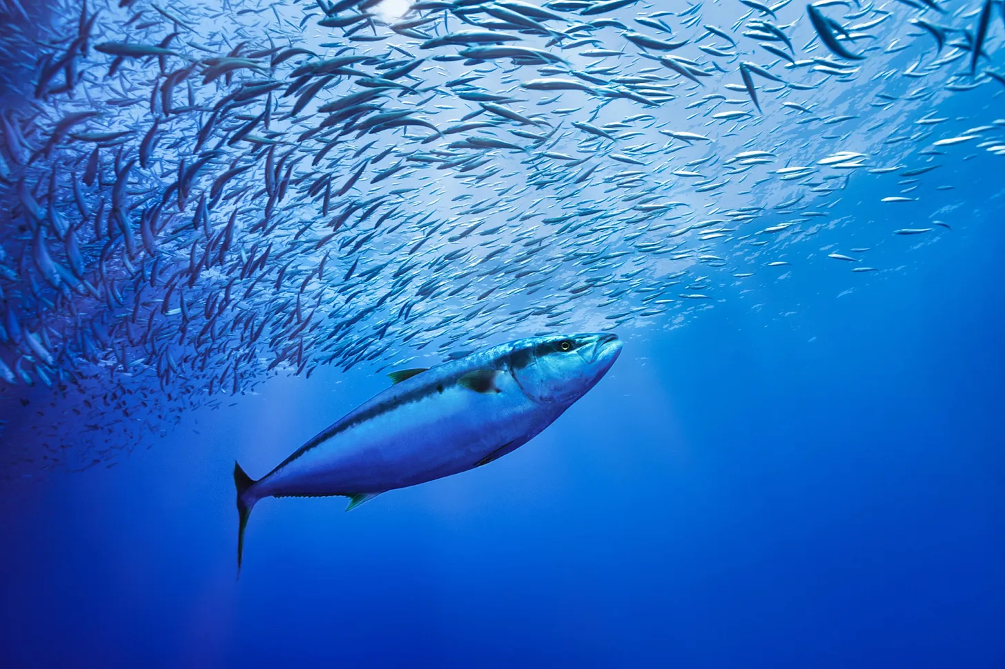 Plenty of Fish in the Sea? Not Enough to Feed 10 Billion People Sustainably