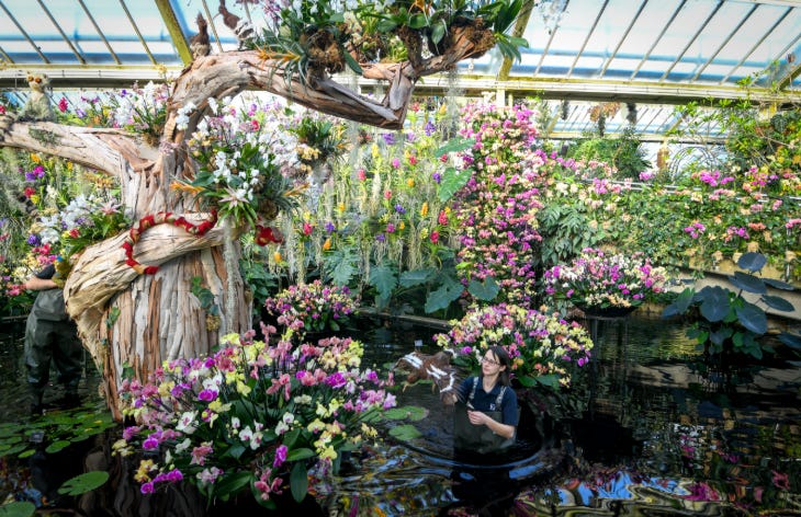 Hundreds of colourful orchids on display in a conservatory at Kew