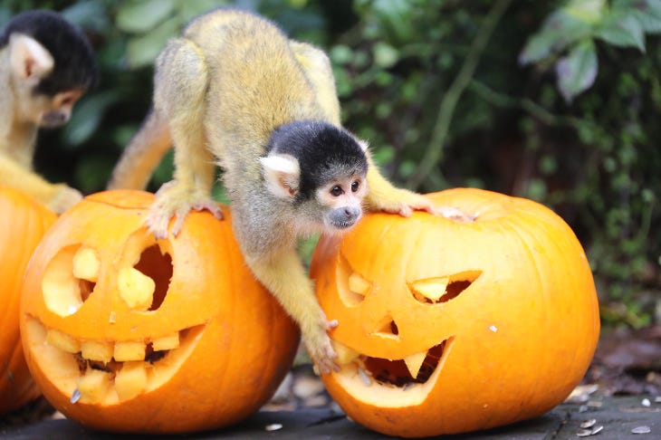 A squirrel monkey climbing on carved pumpkins