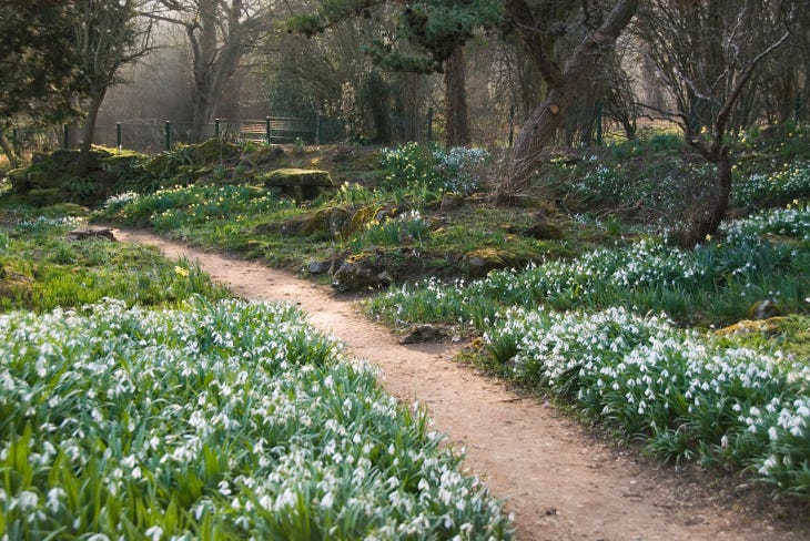 A path through snowdrops in a garden