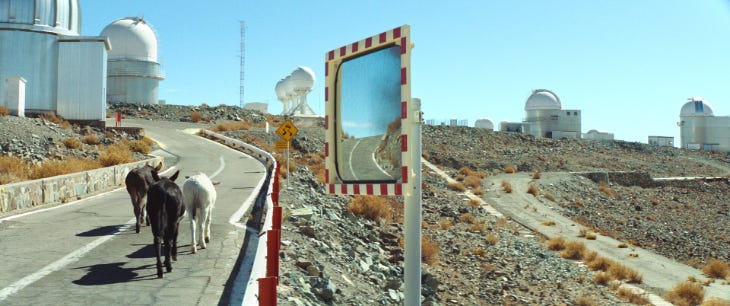 A still from a film showing three donkeys walking along a road