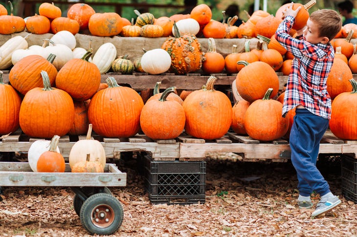 A boy picking up a pumpkin from a display of pumpkins