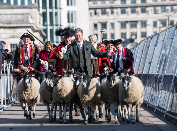 Alan Titchmarsh herding sheep across London Bridge