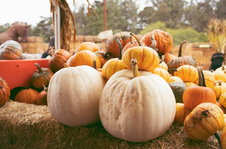 A load of pumpkins