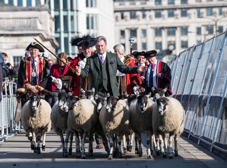 Alan Titchmarsh driving sheep across a bridge