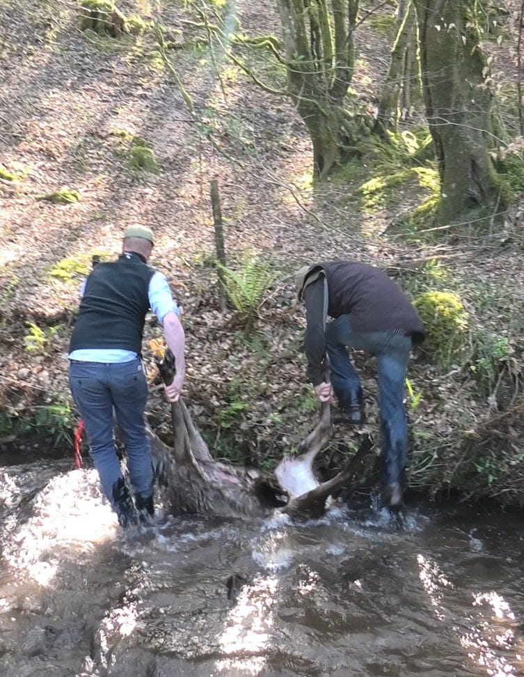 The killers drag the stag's dead body out of the river. Photo by North Dorset Hunt Sabs