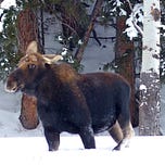 Love the Wild