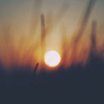 Natural Academy Newsletter 