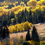 Love the Wild