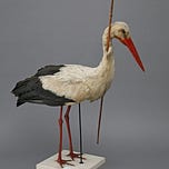 Pfeilstorch