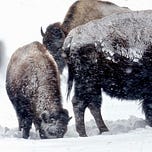 Love the Wild