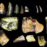 Anthropology.net