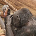 Primatology.net