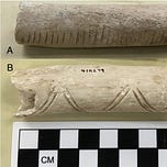 Anthropology.net