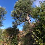The Time Foragers' Club