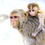 Primatology.net
