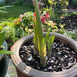 Good in The Garden