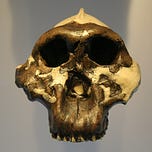 Anthropology.net