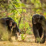 Primatology.net