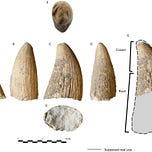 Anthropology.net