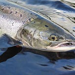 Ireland on the Fly