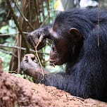 Primatology.net